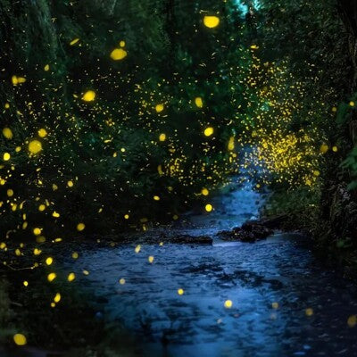 Qianyu Penna Stilografica Orchid in Deep Valley Elegant - Collezione Elegant